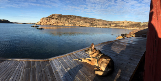 sommarbild med hund